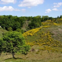 Vandretur m. guide - Svanninge Bakker - 1 dag for 1 person