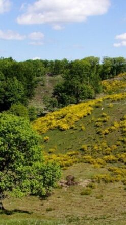 Vandretur m. guide - Svanninge Bakker - 1 dag for 1 person