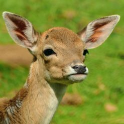 Nærbillede af en rådyrkalv med en forårsgrøn baggrund