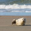 En spættet sæl ligger på stranden på Rømø med halen i vejret.