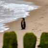 En skarv sidder på en strand på den tyske ø Sylt