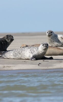 Spættede sæler ved Vadehavets kyst i Danmark.