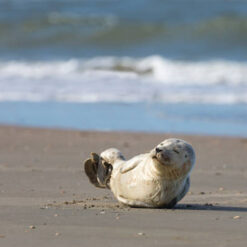 E-bike: The Big Five på Rømø